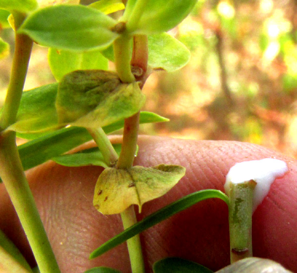 Terracina Spurge, EUPHORBIA TERRACINA, white latex