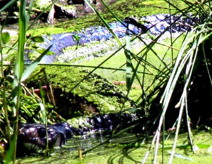 Blackbelly Garter Snake, THAMNOPHIS MELANOGASTER, hunting in water