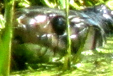 Blackbelly Garter Snake, THAMNOPHIS MELANOGASTER, blurry head