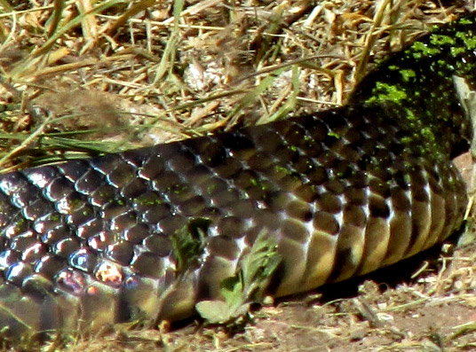 Blackbelly Garter Snake, THAMNOPHIS MELANOGASTER, scales on body midsection