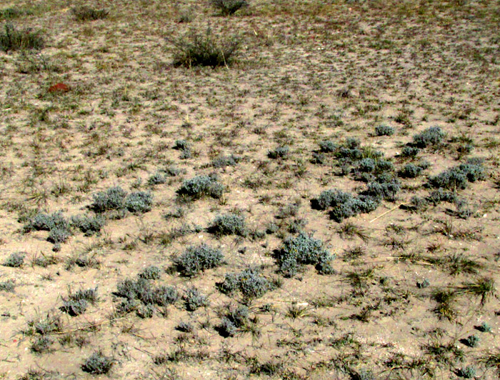 Pricklyleaf, THYMOPHYLLA SETIFOLIA, small population in habitat