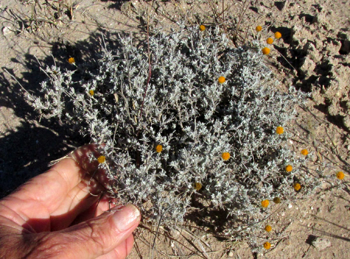 Pricklyleaf, THYMOPHYLLA SETIFOLIA, plant with hand for size