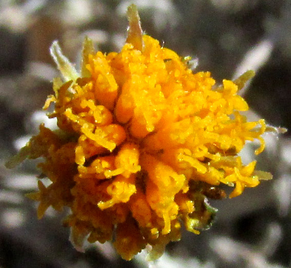 Pricklyleaf, THYMOPHYLLA SETIFOLIA, capitulum viewed from above