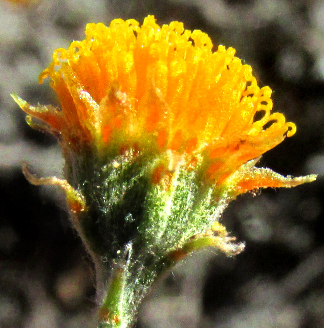 Pricklyleaf, THYMOPHYLLA SETIFOLIA, capitulum from side showing phyllaries