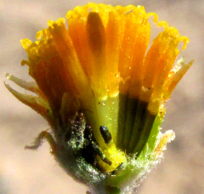 Pricklyleaf, THYMOPHYLLA SETIFOLIA, dissected capitulum showing pappi, convex receptacles and no paleae