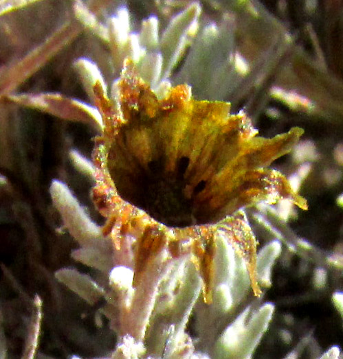 Pricklyleaf, THYMOPHYLLA SETIFOLIA, previous season's empty involucre