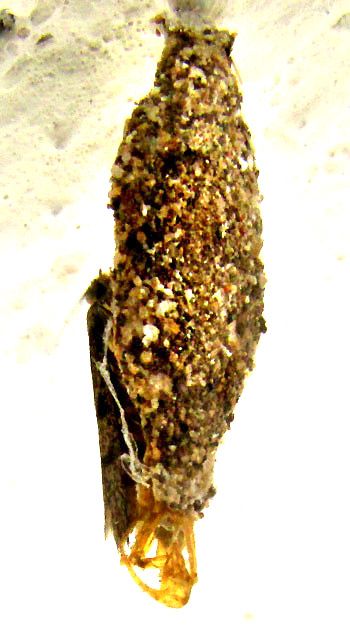 Case-bearing Clothes Moth, TINEA PELLIONELLA, with cocoon