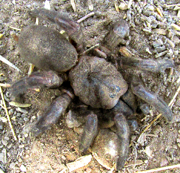 Trapdoor Spider, EUCTENIZA, female seen from above