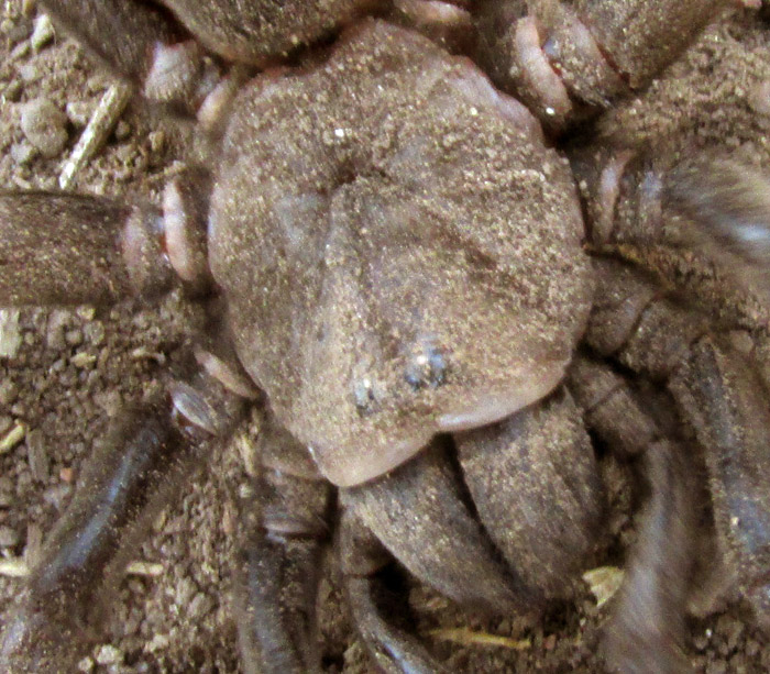 Trapdoor Spider, EUCTENIZA, carapace close-up