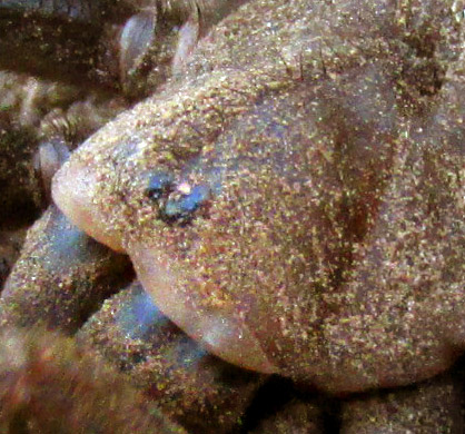 Trapdoor Spider, EUCTENIZA, eyes close-up