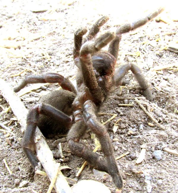 Trapdoor Spider, EUCTENIZA, eyes close-up