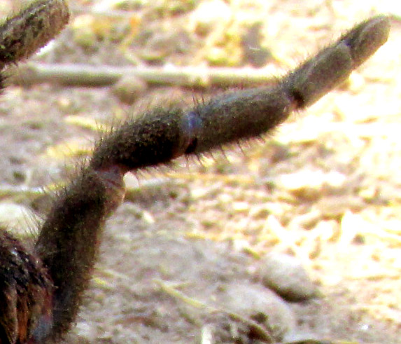 Trapdoor Spider, EUCTENIZA, front leg close-up
