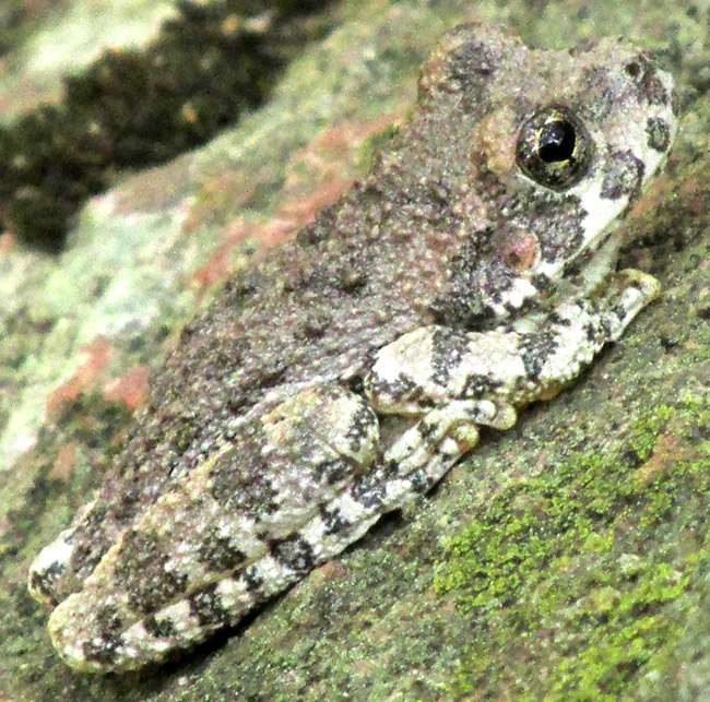 Canyon Treefrog, HYLA ARENICOLOR, habitat