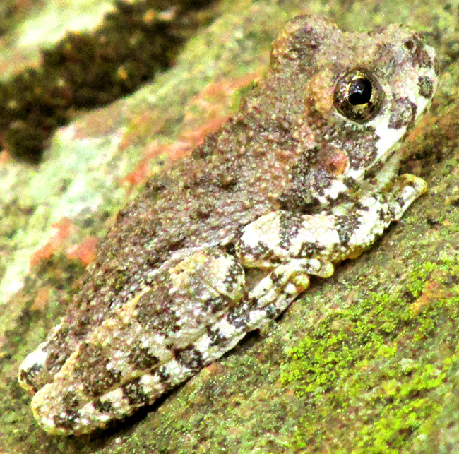 Canyon Treefrog, HYLA ARENICOLOR, habitat