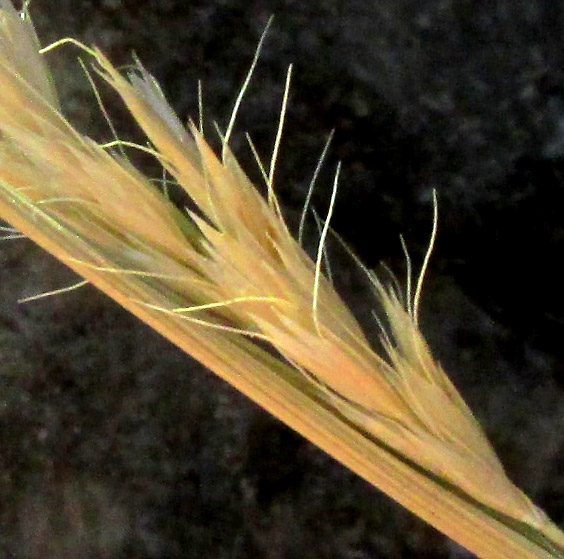 Spike Trisetum, KOELERIA SPICATUM, close-up showing spikelet arrangement in inflorescence