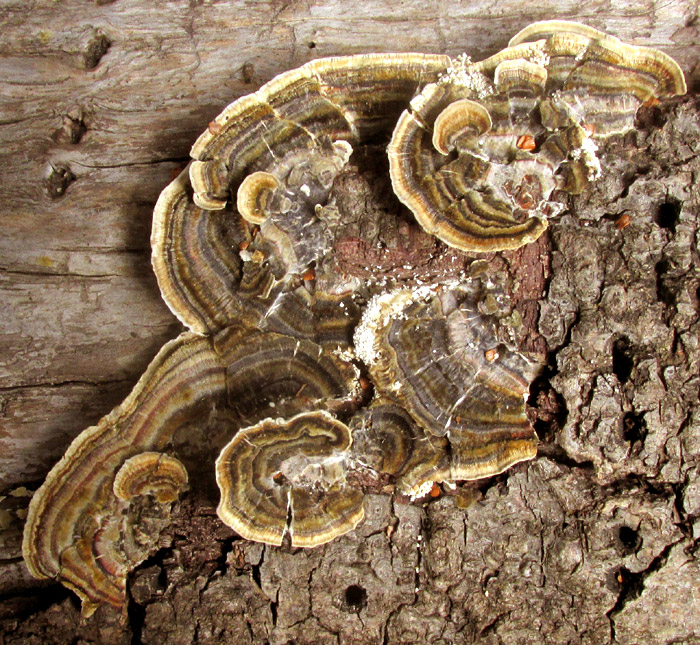 Turkey Tail, TRAMETES VERSICOLOR, on pine log