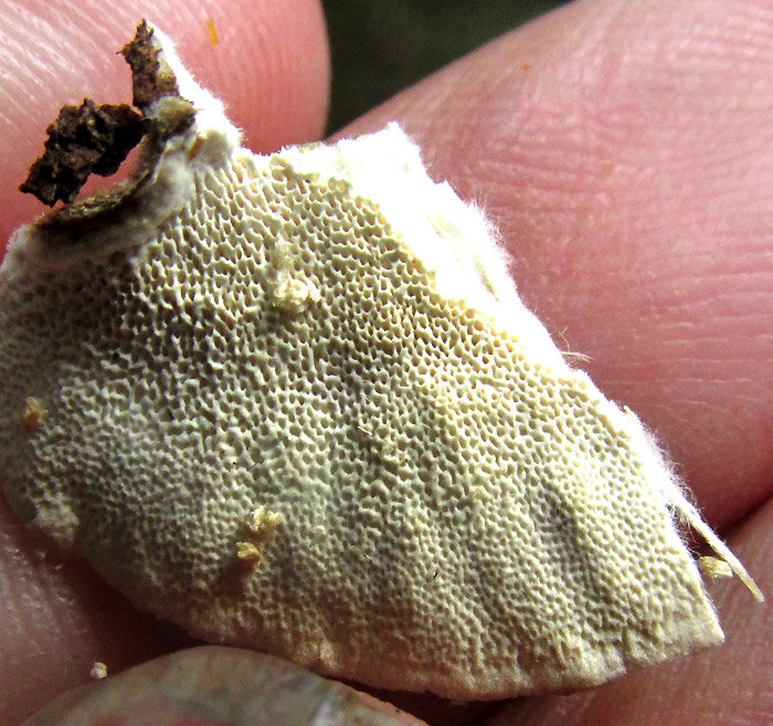 Turkey Tail, TRAMETES VERSICOLOR, pores on underside