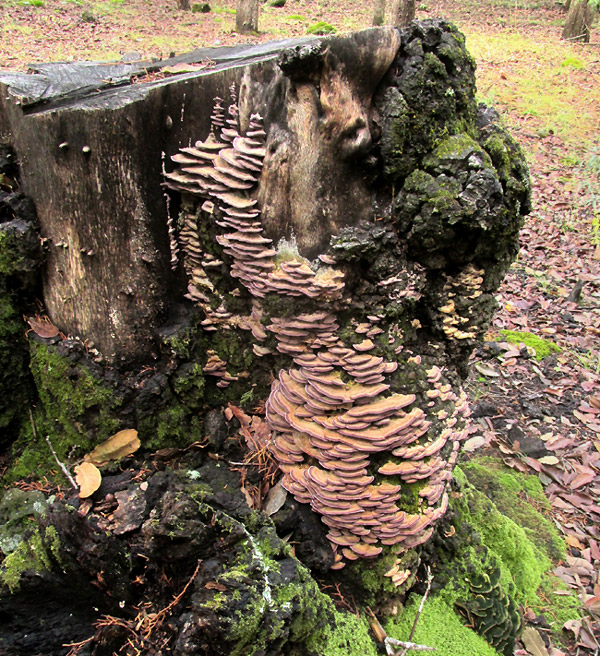 Violet-toothed Polypore, TRICHAPTUM BIFORME, colony on trunk