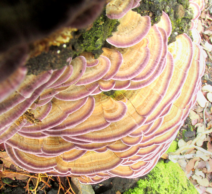 Violet-toothed Polypore, TRICHAPTUM BIFORME, violet rim