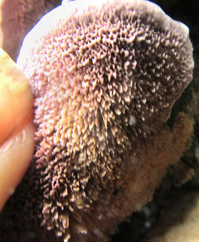 Violet-toothed Polypore, TRICHAPTUM BIFORME, toothed undersurface