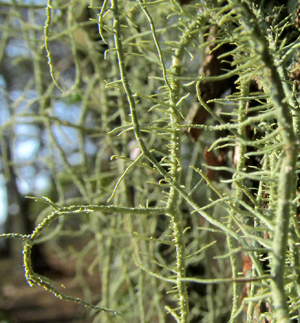 Warty Beard Lichen, USNEA cf. CERATINA, branching thalli up close