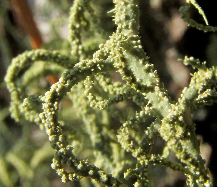 Warty Beard Lichen, USNEA cf. CERATINA, warty thailli