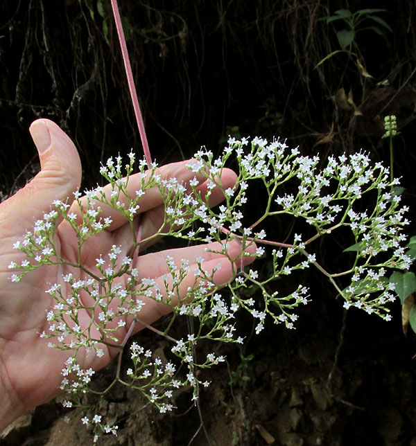 Valerian, VALERIANA CLEMATITIS, inflorescence