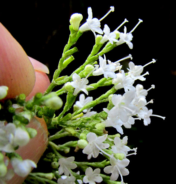 Valerian, VALERIANA CLEMATITIS, flowers at outer inflorescence