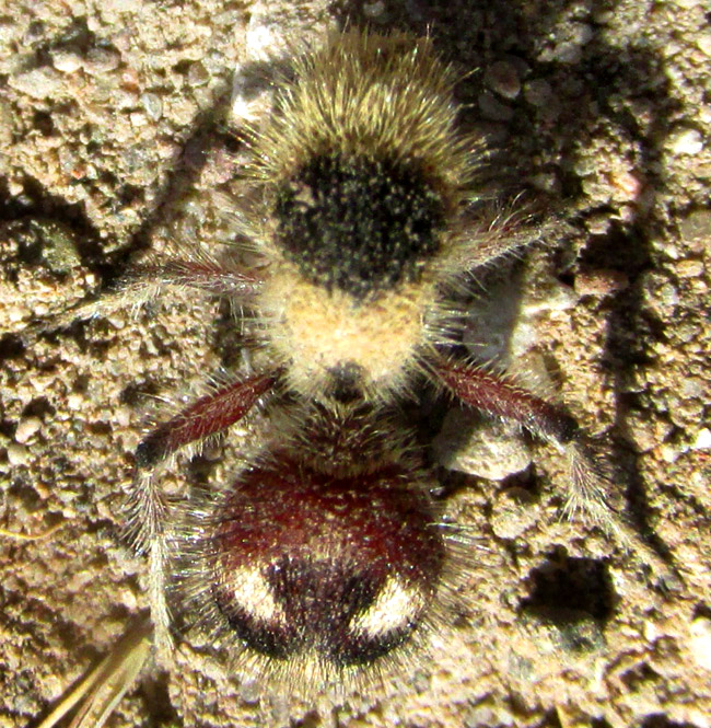 DASYMUTILLA SICHELIANA, top view