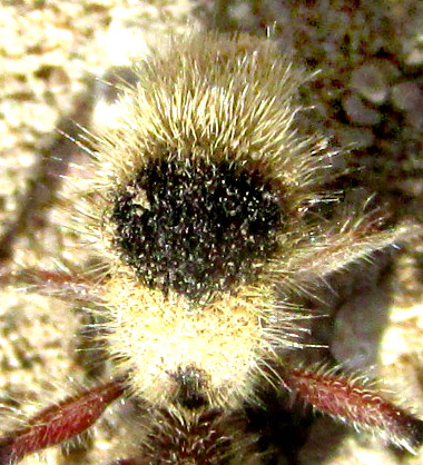 DASYMUTILLA SICHELIANA, front end bent under hiding head and antennae