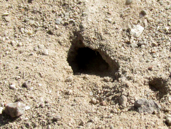 DASYMUTILLA SICHELIANA, hole into which an escape was made