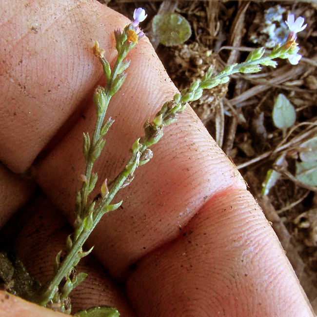 VERBENA EHRENBERGIANA, inflorescences