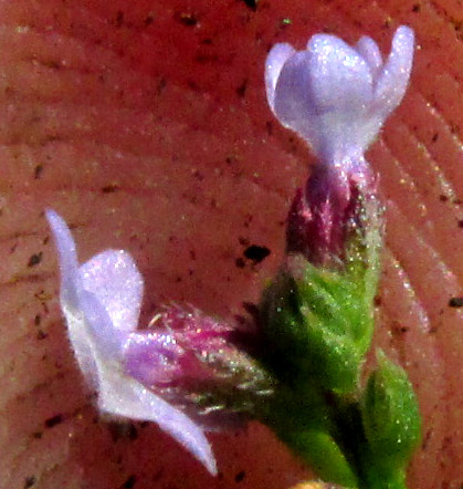 VERBENA EHRENBERGIANA, flowers