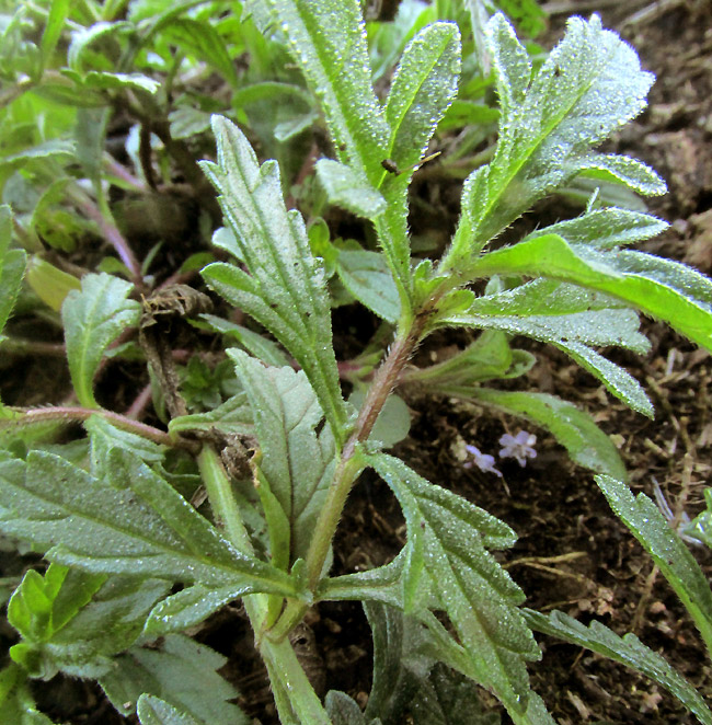 VERBENA EHRENBERGIANA, flowers