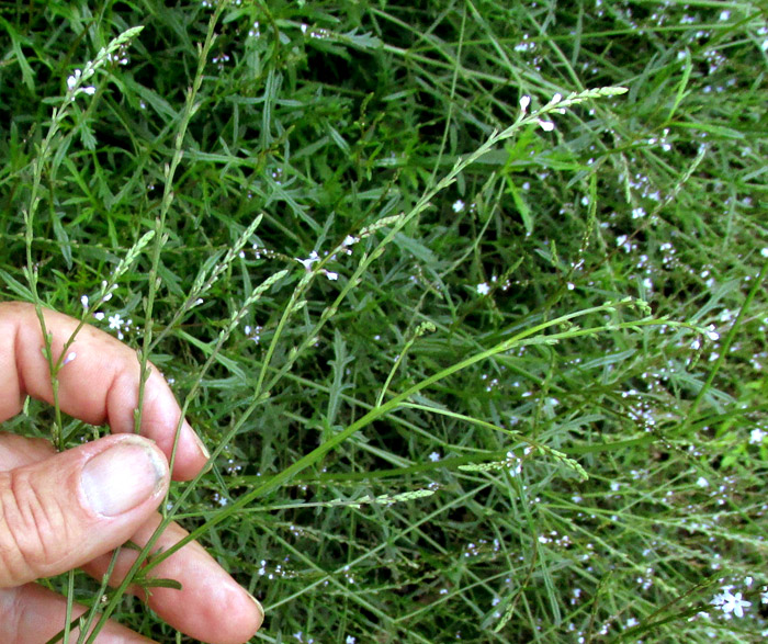 Mint-leaved Vervain, VERBENA MENTHIFOLIA, inflorescences