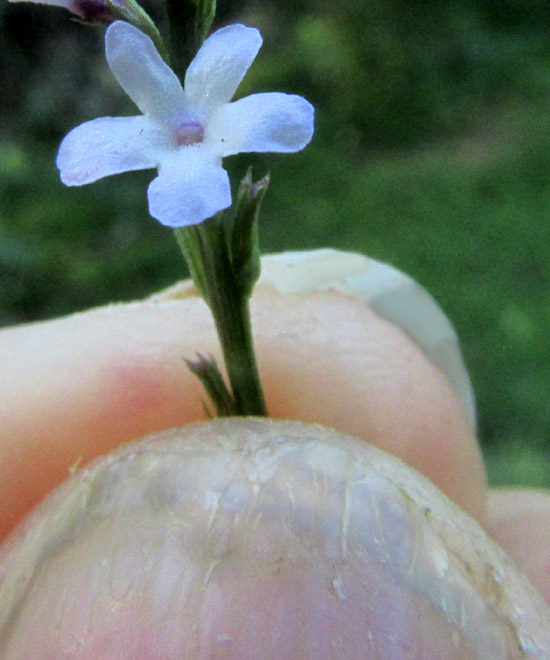 Mint-leaved Vervain, VERBENA MENTHIFOLIA, corolla with thumbnail for scale