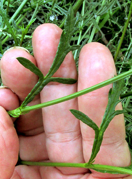 Mint-leaved Vervain, VERBENA MENTHIFOLIA, deeply lobed leaves