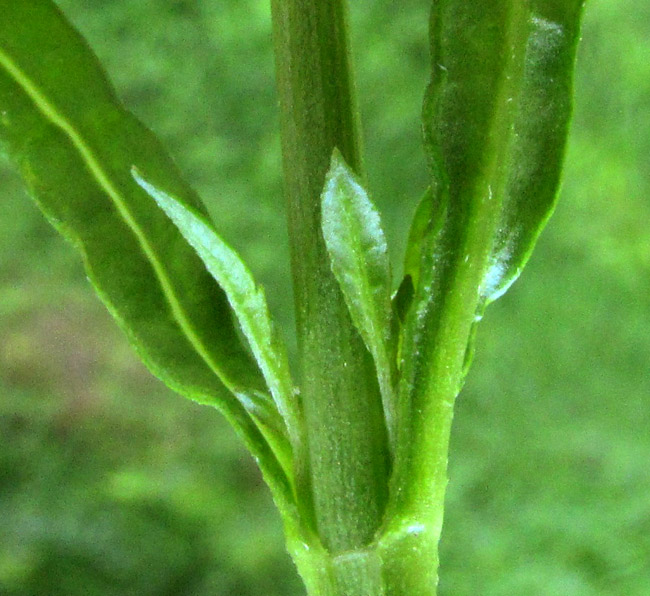 Mint-leaved Vervain, VERBENA MENTHIFOLIA, deeply lobed leaves