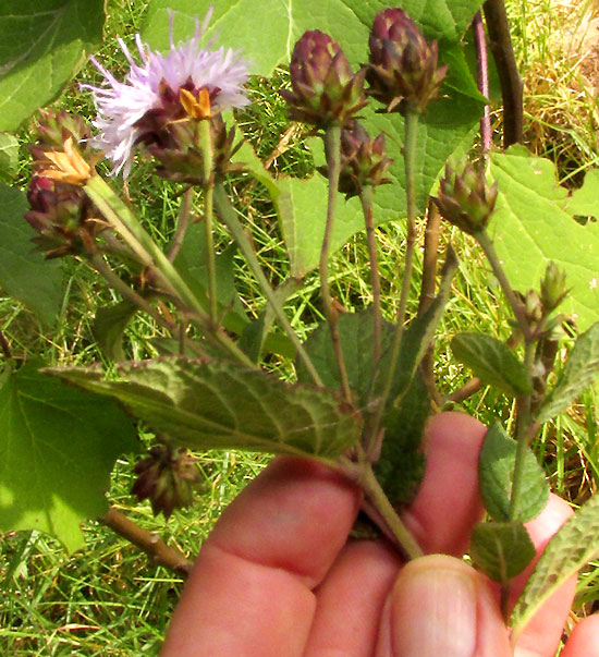 Ironweed, VERNONIA ALAMANII, inflorescence