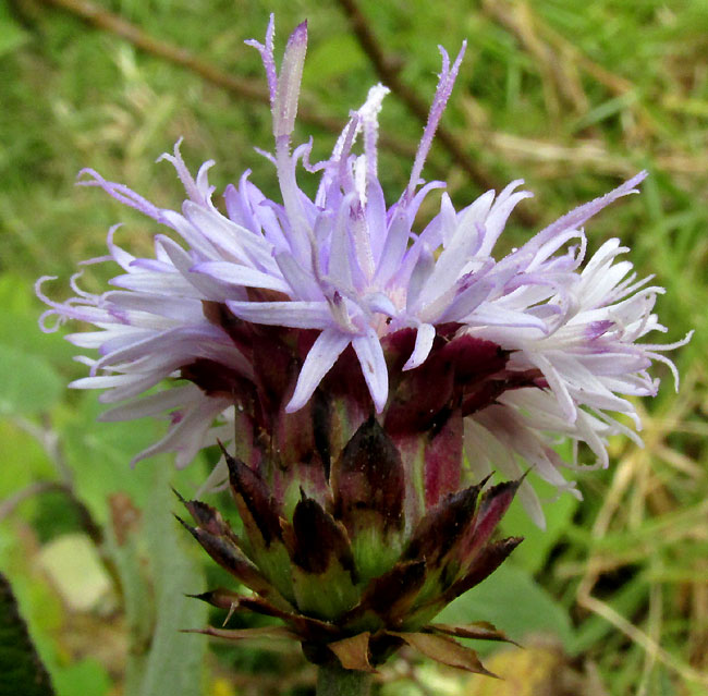 Ironweed, VERNONIA ALAMANII, capitulum