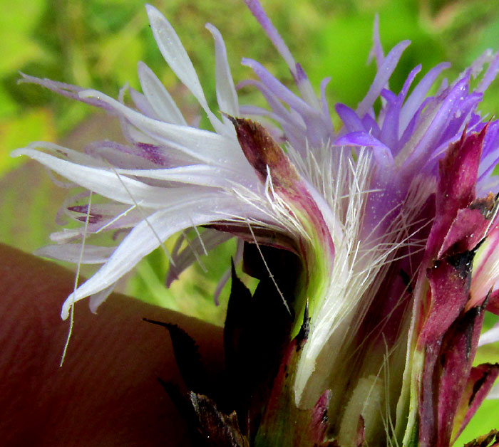 Ironweed, VERNONIA ALAMANII, opened capitulum showing pappus