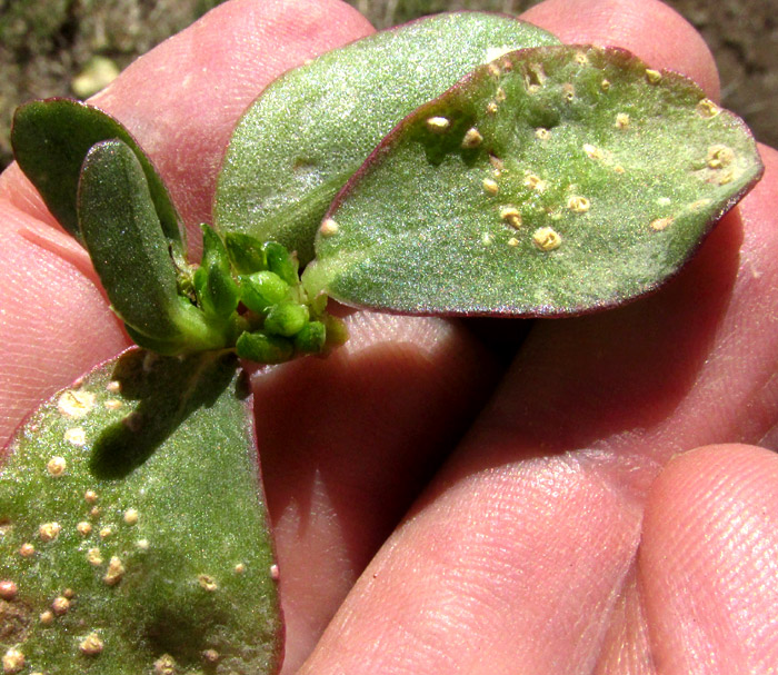 White Rust, ALBUGO PORTULACAE, pustules on Purslane, Portulaca oleracea