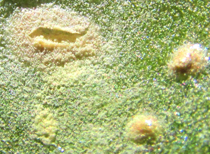 White Rust, ALBUGO PORTULACAE, close-ups of pustules on Purslane, Portulaca oleracea