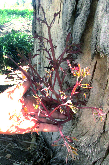 witch's broom on willow, possibly caused by Candidatus Phytoplasma, emerging from exposed willow sapwood