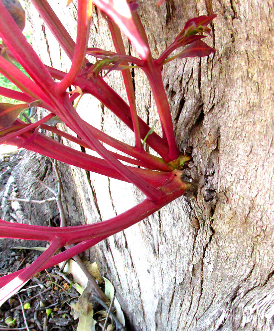 base of witch's broom, possibly caused by Candidatus phytoplasma, emerging from exposed willow sapwood