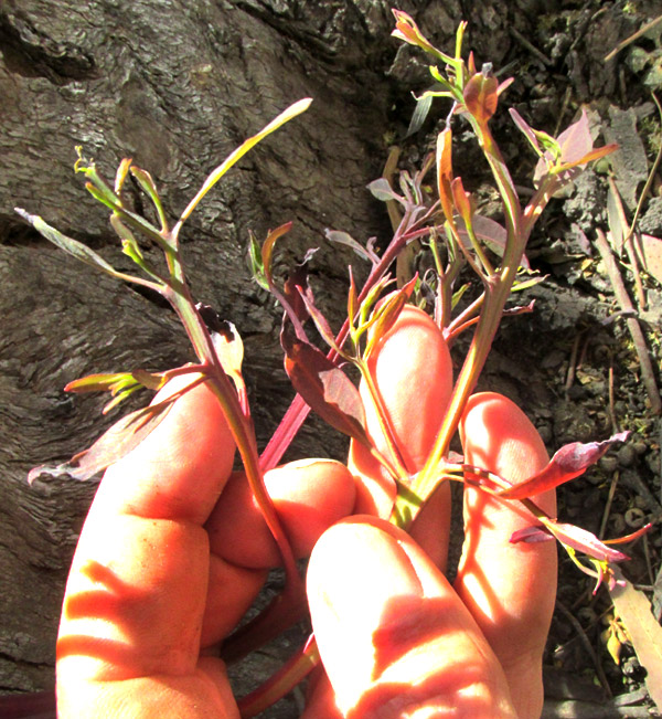 stem and leaves of witch's broom, possibly caused by Candidatus Phytoplasma