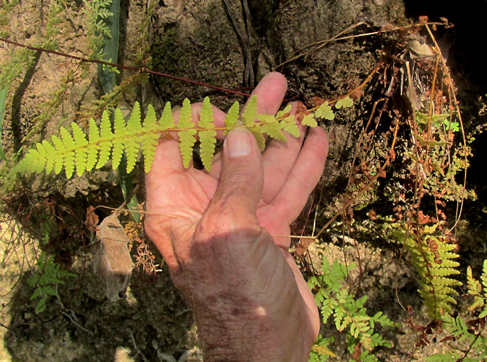 WOODSIA MOLLIS, in habitat