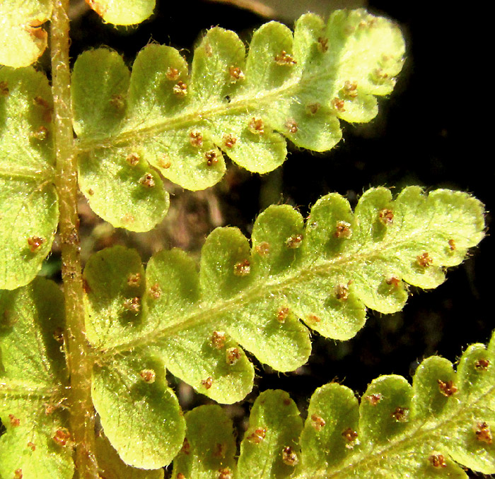 WOODSIA MOLLIS, ciliate pinnae with sori