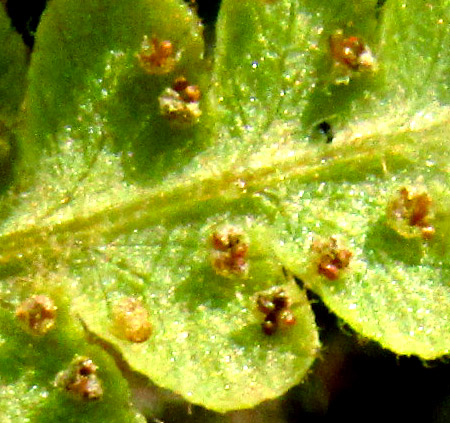 WOODSIA MOLLIS, ciliate pinnae with sori