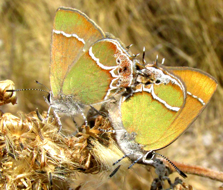 Xami Hairstreak, CALLOPHRYS XAMI, pair mating